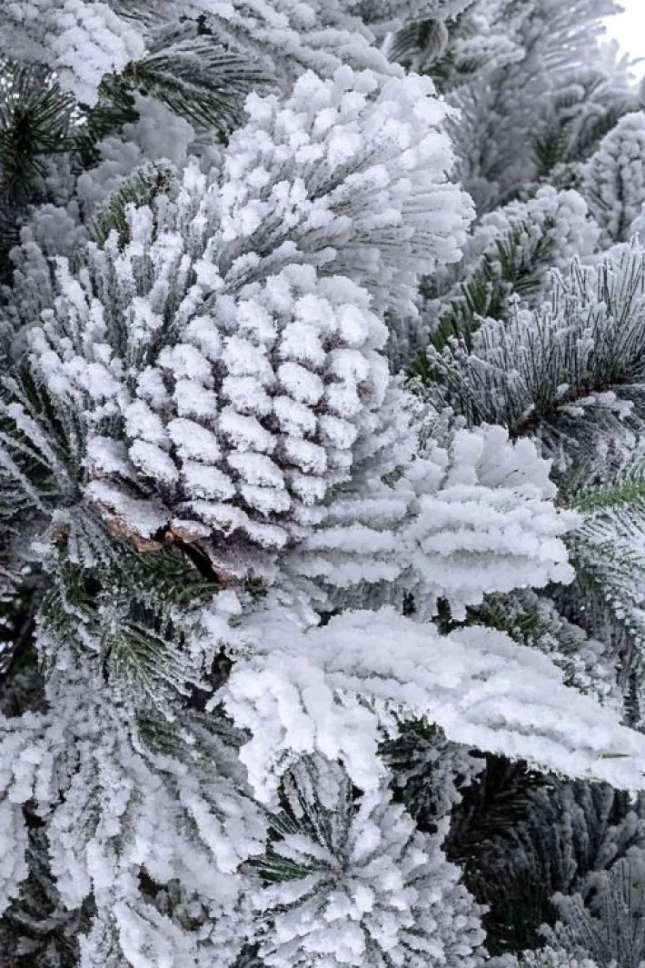 Bizzotto Alberi Innevati>ALBERO ARVES INNEVATO H210-1936RAMI