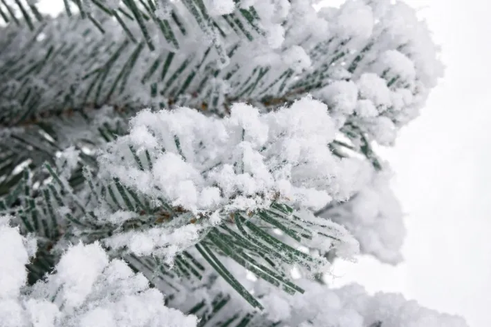 Bizzotto Alberi Decorativi>ALBERO INNSBRUCK INNEVATO H60