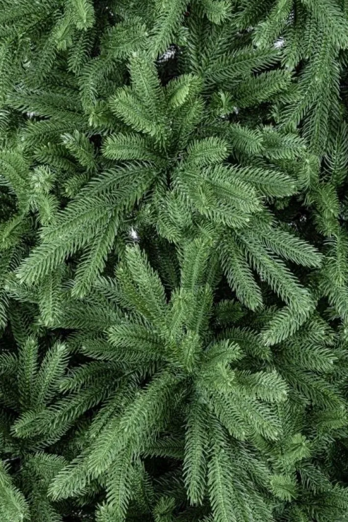 Bizzotto Alberi Natale Premium>ALBERO TIROLO H180-680RAMI