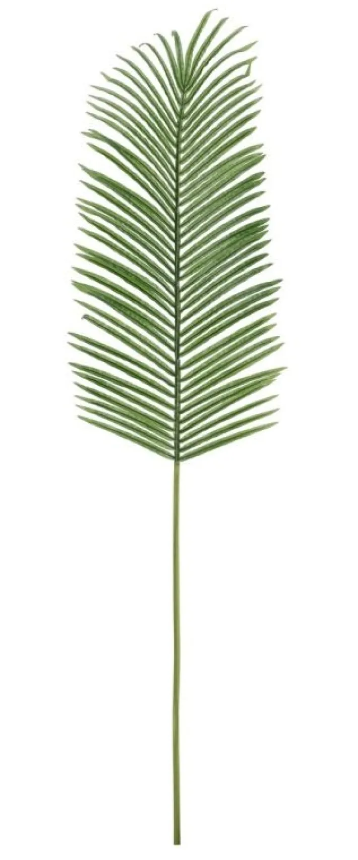 Bizzotto Rami E Corone>FOGLIA PALMA PHOENIX VERDE H150CM