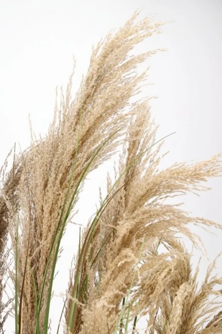Bizzotto Piante Artificiali>PIANTA AUSTORDERIA PAMPAS C-VASO H180