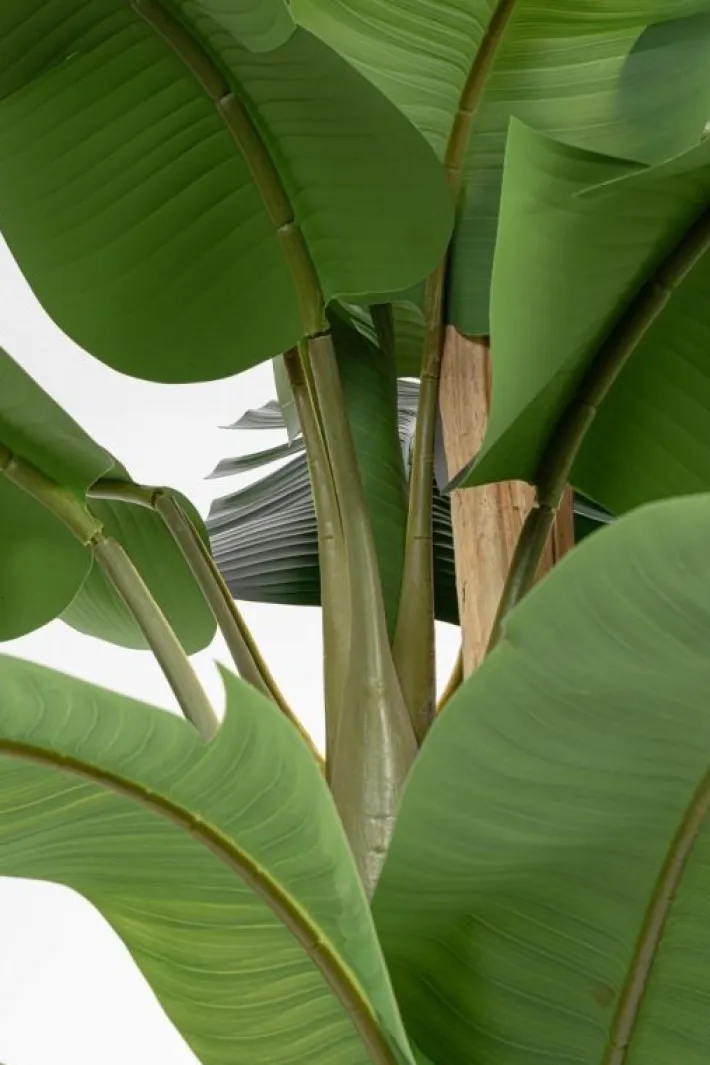 Bizzotto Piante Artificiali>PIANTA BANANO C-VASO 30FOGLIE H320