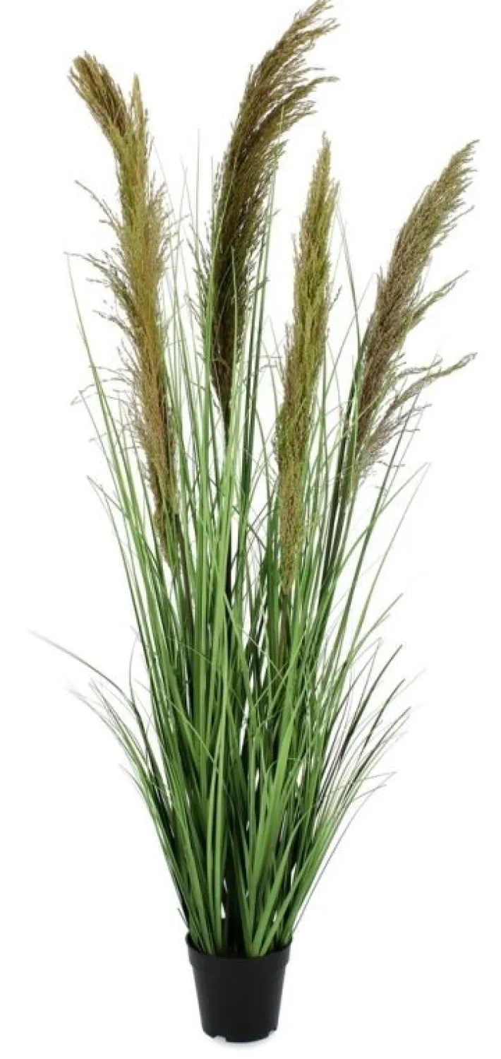 Bizzotto Piante Artificiali>PIANTA CARINE PAMPAS VERD MARR C-VA H145