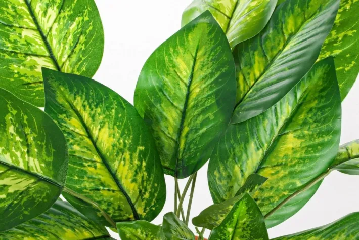 Bizzotto Piante Artificiali>PIANTA DIEFFENBACHIA C-VASO 30FOGLIE H45