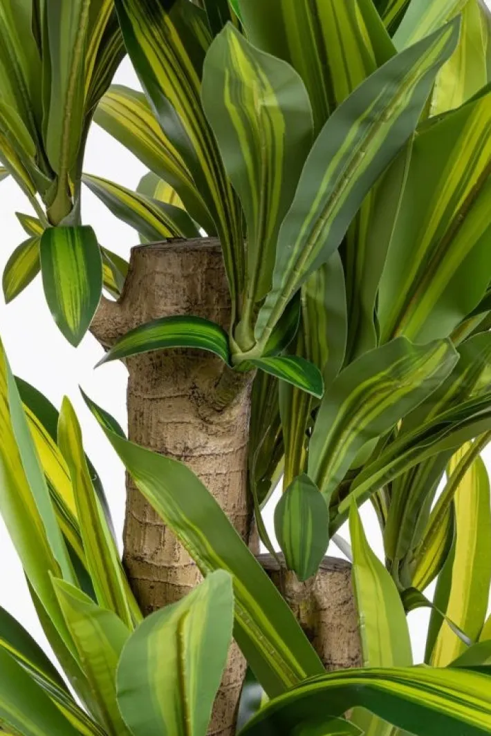 Bizzotto Piante Artificiali>PIANTA DRACAENA C-VASO H150