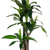 Bizzotto Piante Artificiali>PIANTA DRACANEA C-VASO 65FOGLIE H110