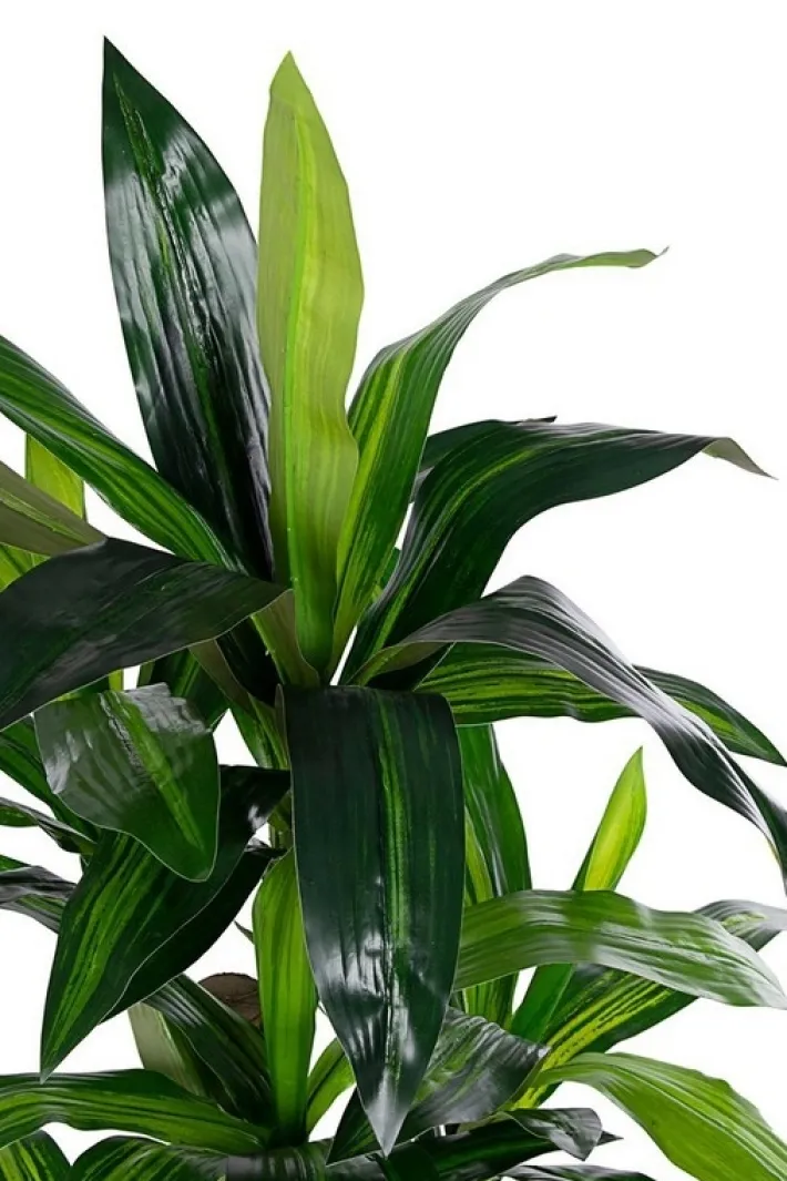 Bizzotto Piante Artificiali>PIANTA DRACANEA C-VASO 65FOGLIE H110