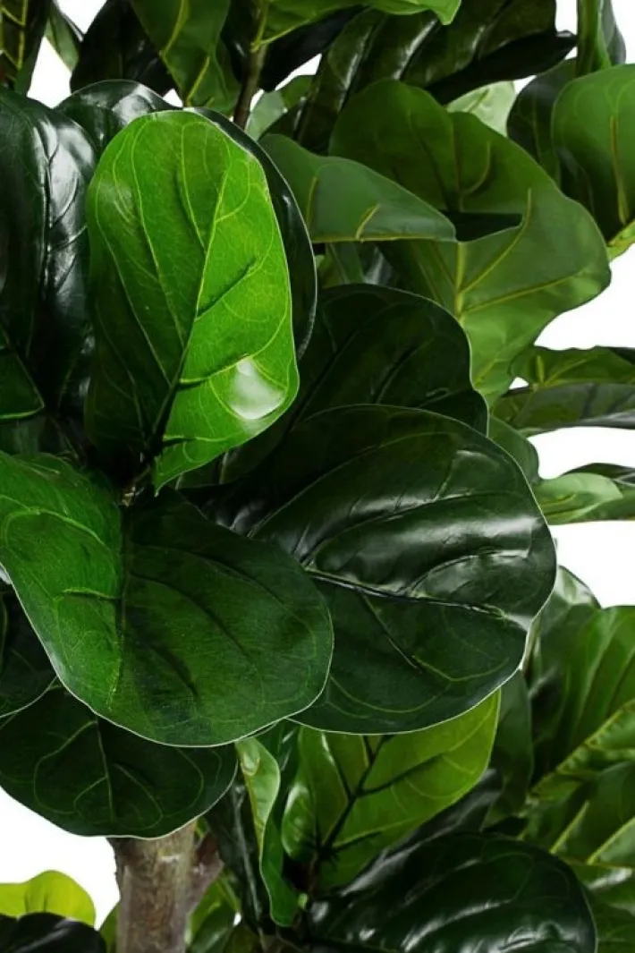 Bizzotto Piante Artificiali>PIANTA FICUS LYRATA C-VASO 153FOGL H190
