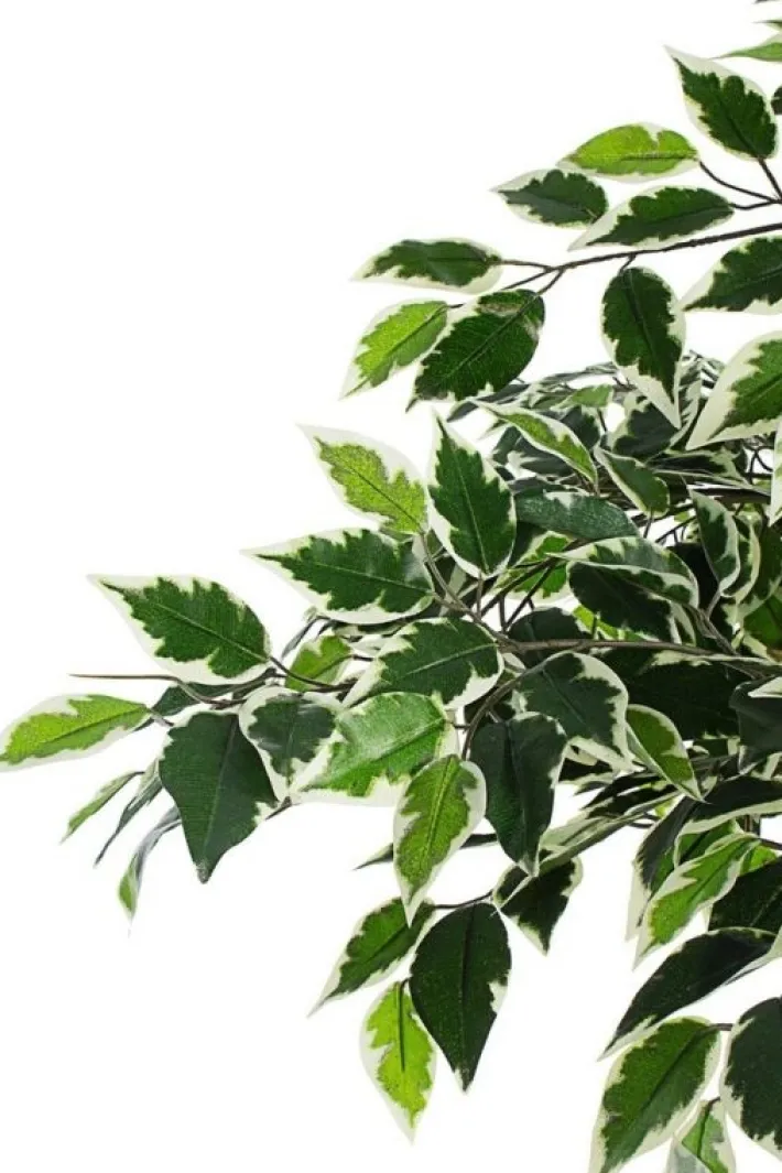 Bizzotto Piante Artificiali>PIANTA FICUS VARIEGATO C-VASO X760F H120