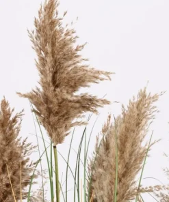 Bizzotto Piante Artificiali>PIANTA GYNERIUM PAMPAS C-VASO H150