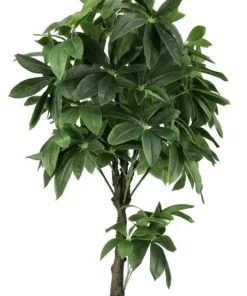 Bizzotto Piante Artificiali>PIANTA PACHIRA AQUATICA C-VASO 360F H160