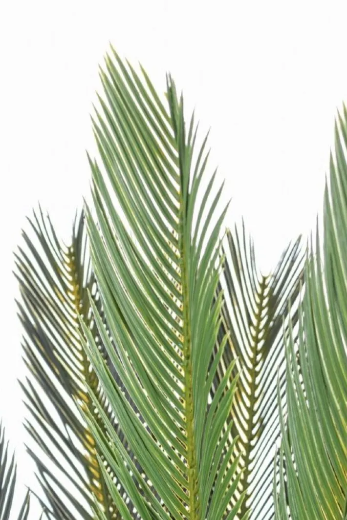 Bizzotto Piante Artificiali>PIANTA PALMA CYCAS C-VASO 28FOGLIE H120