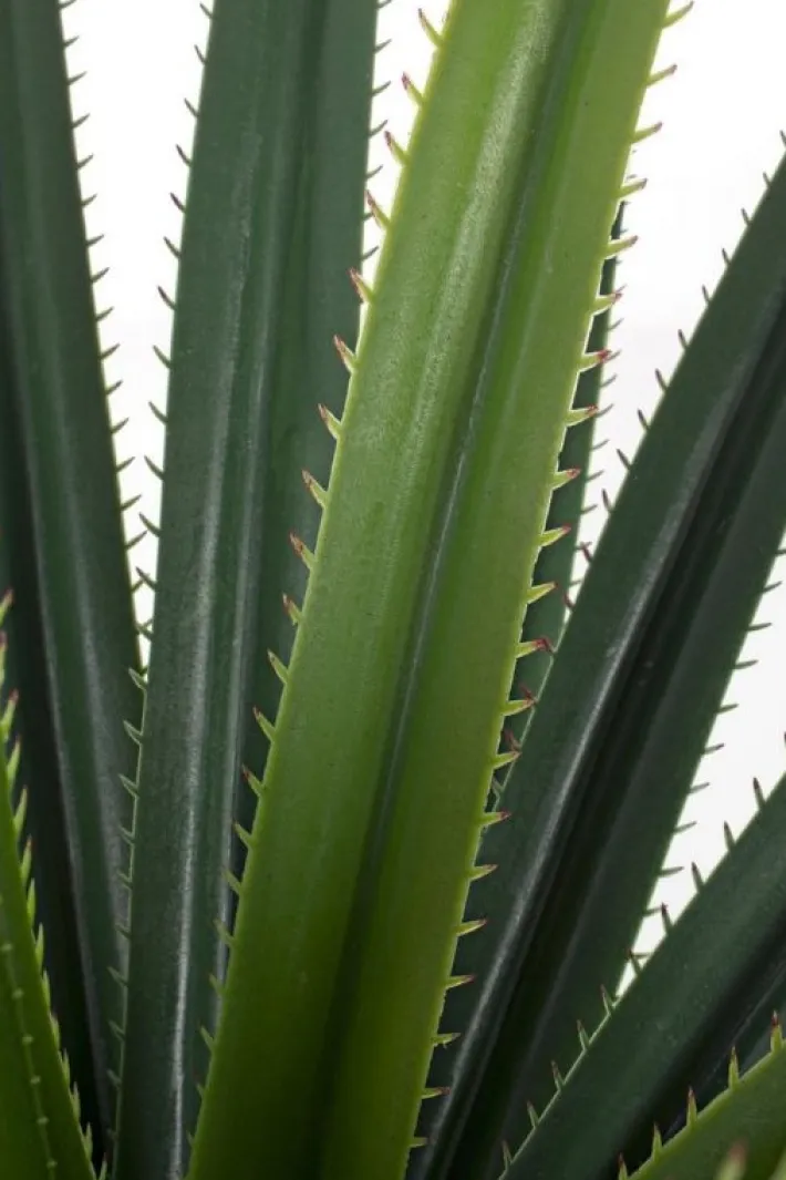 Bizzotto Piante Artificiali>PIANTA RUSCACEAE C-VASO 28FOGLIE H90CM