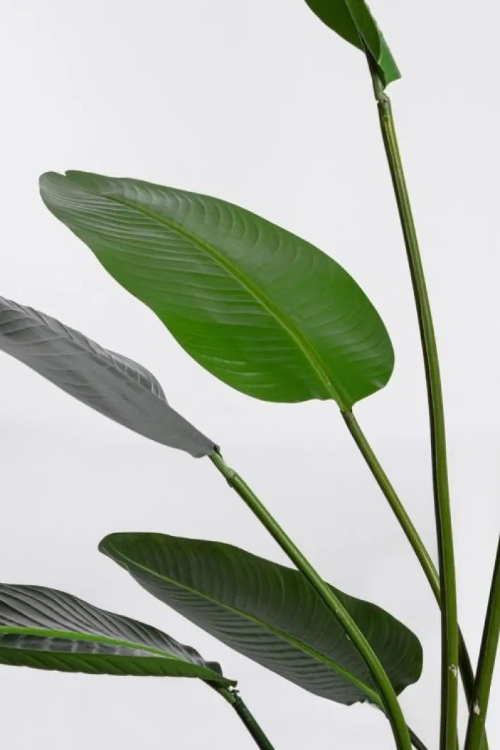 Bizzotto Piante Artificiali>PIANTA STRELITZIA C-VASO 13FOGLIE H185