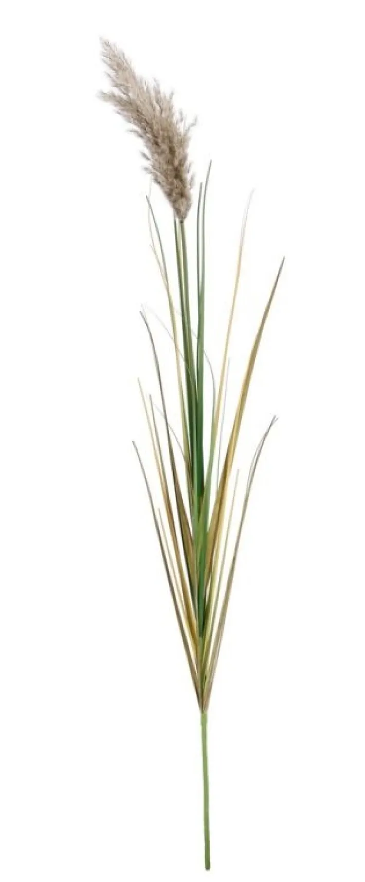 Bizzotto Rami E Corone>RAMO GYNERIUM PAMPAS H140