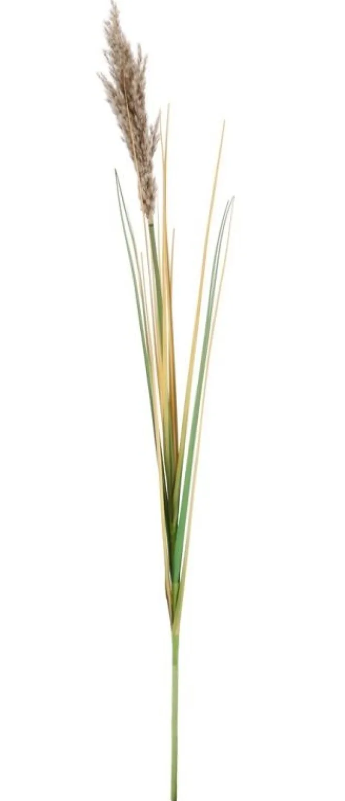 Bizzotto Rami E Corone>RAMO GYNERIUM PAMPAS H110