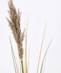 Bizzotto Rami E Corone>RAMO GYNERIUM PAMPAS H110