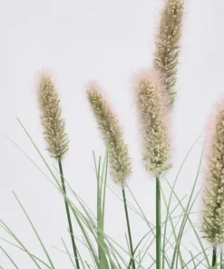 Bizzotto Rami E Corone>RAMO PENNISETUM H60