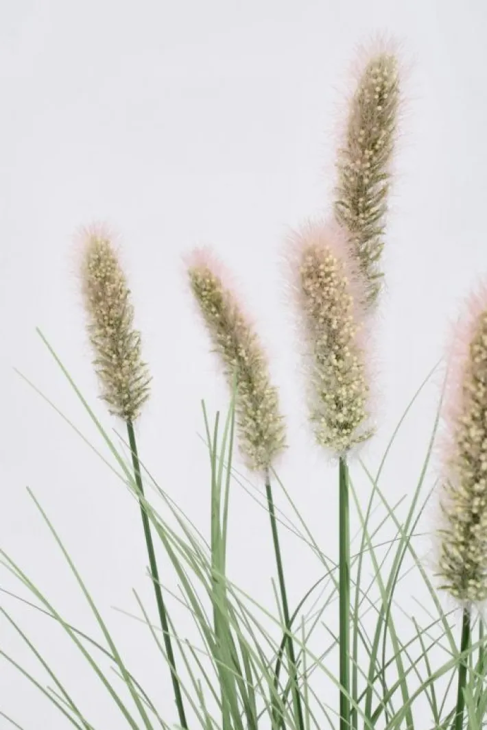 Bizzotto Rami E Corone>RAMO PENNISETUM H60
